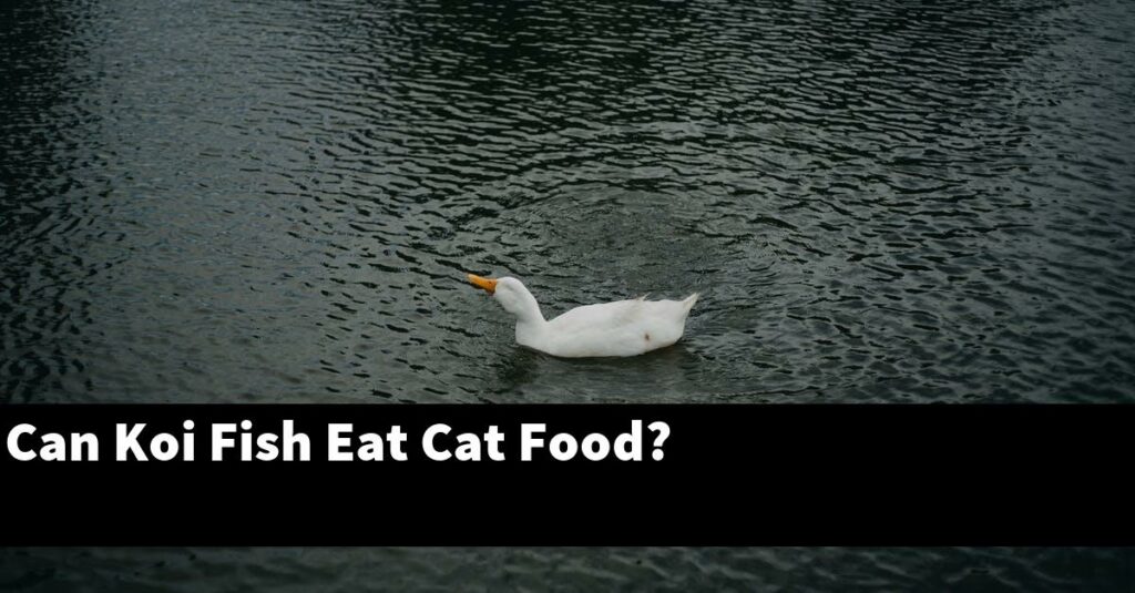Can Koi Fish Eat Cat Food 2026 Guide Gold Koi Fish can-koi-fish-eat-cat-food-2026-guide-gold-koi-fish