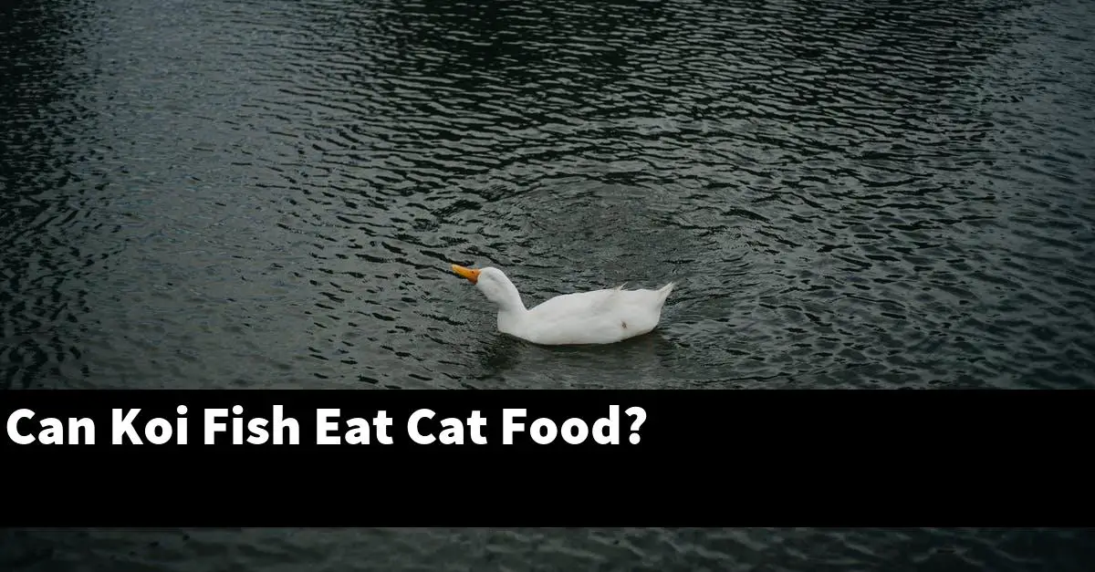 Can Koi Fish Eat Cat Food?