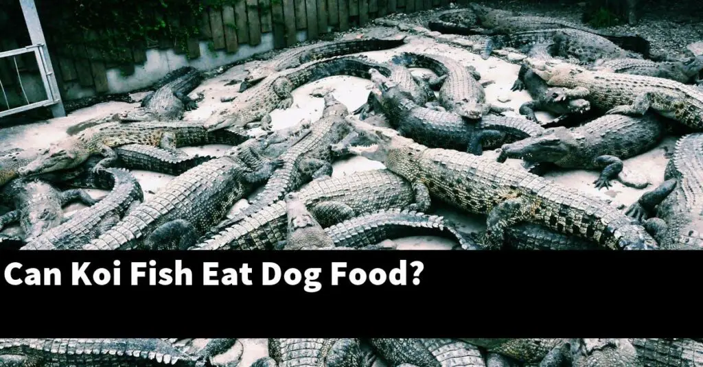 can-koi-fish-eat-dog-food-2024-guide-gold-koi-fish