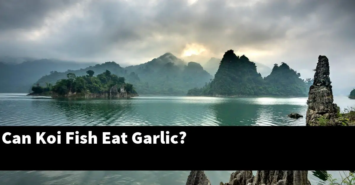 Can Koi Fish Eat Garlic?