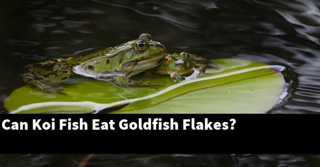 can-koi-fish-eat-goldfish-flakes-2022-guide-gold-koi-fish