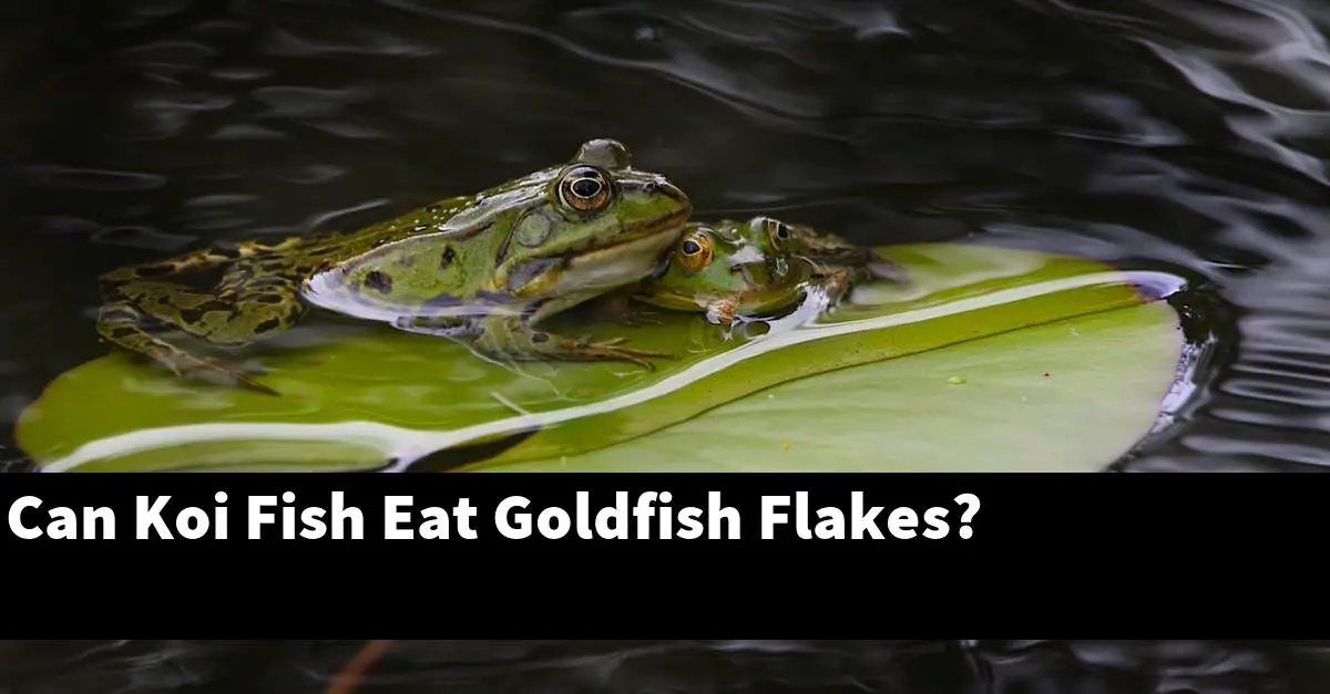 Can Koi Fish Eat Goldfish Flakes?