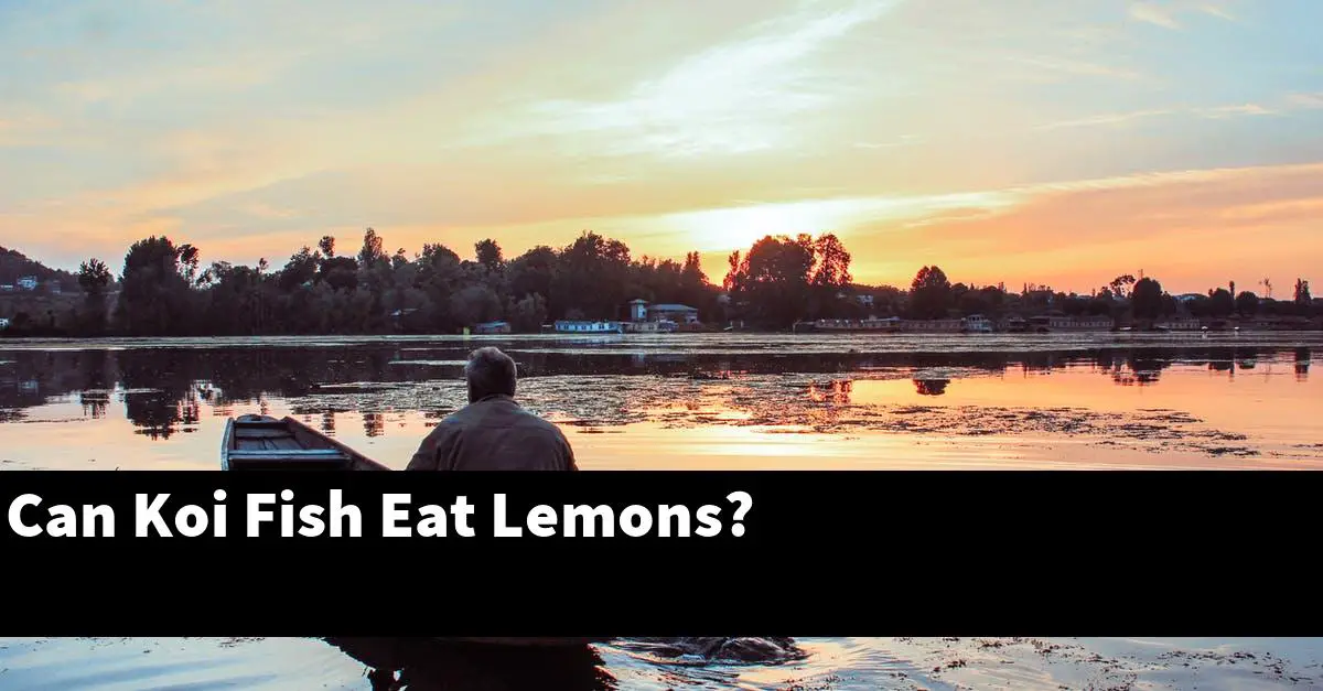 Can Koi Fish Eat Lemons?
