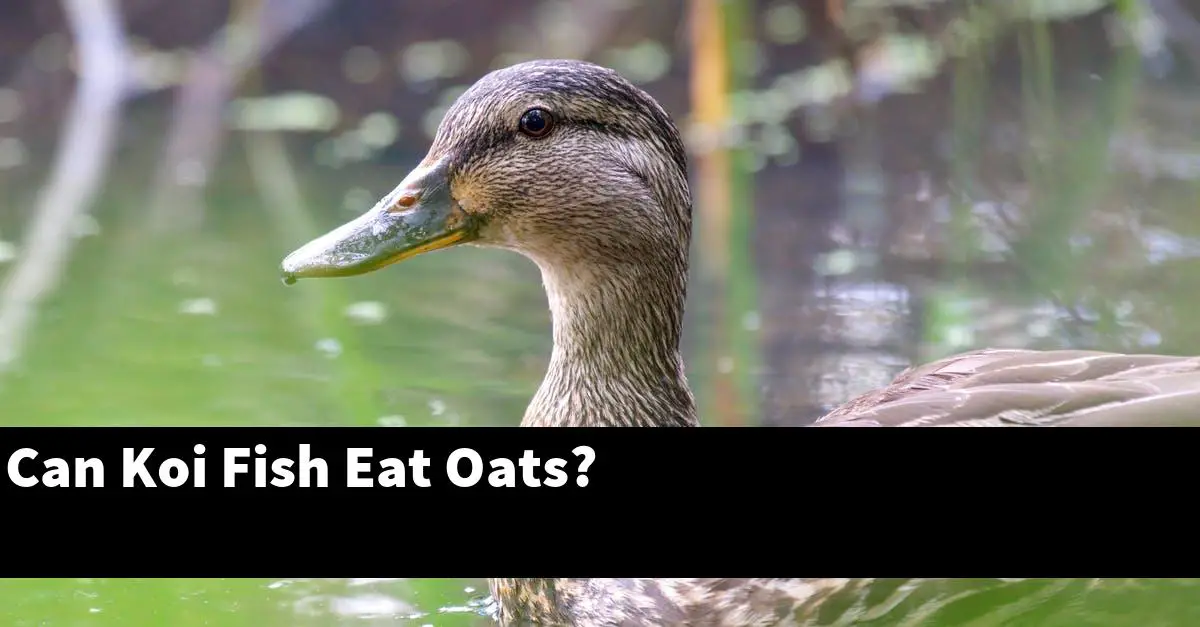 Can Koi Fish Eat Oats?