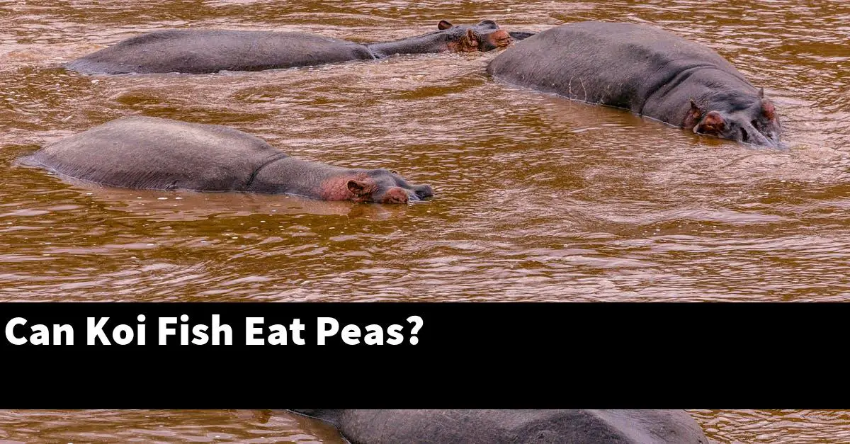Can Koi Fish Eat Peas?