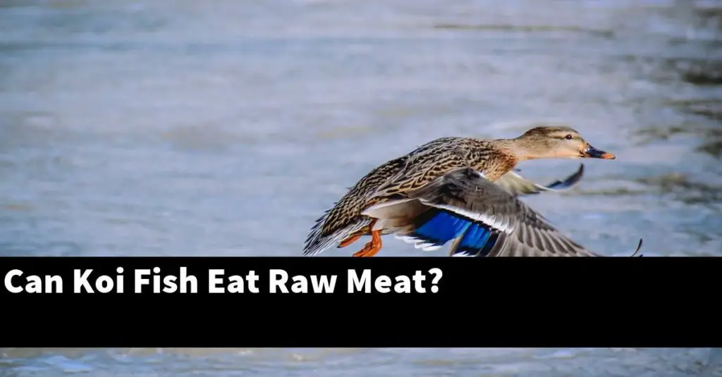 Can Koi Fish Eat Raw Meat? [2024 Guide] Gold Koi Fish