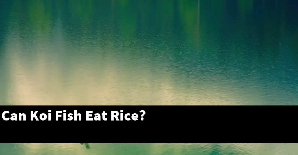 can-koi-fish-eat-rice-2024-guide-gold-koi-fish