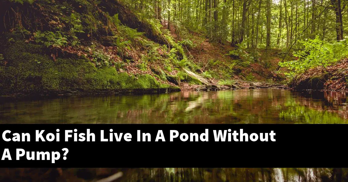 Can Koi Fish Live In A Pond Without A Pump?