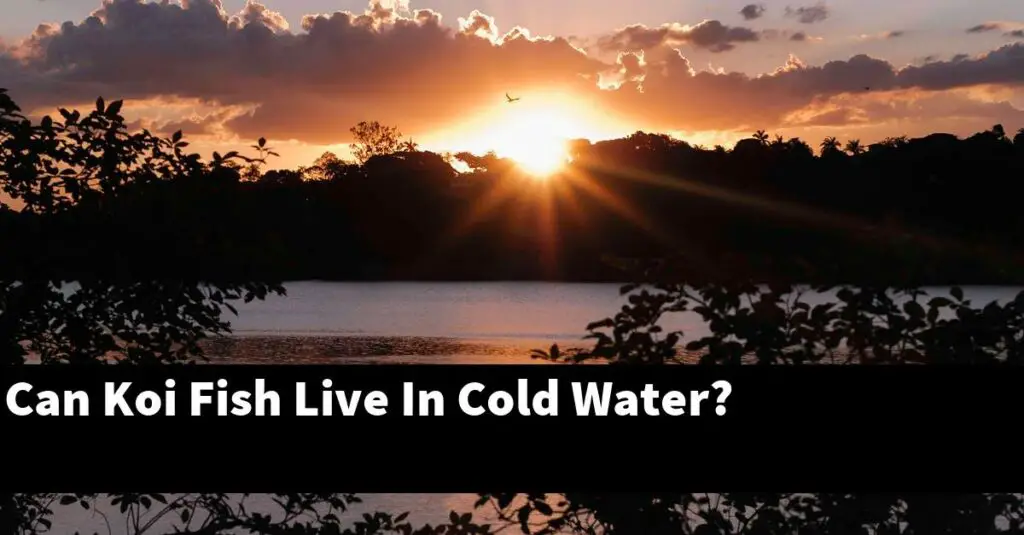 can-koi-fish-live-in-cold-water-2024-guide-gold-koi-fish