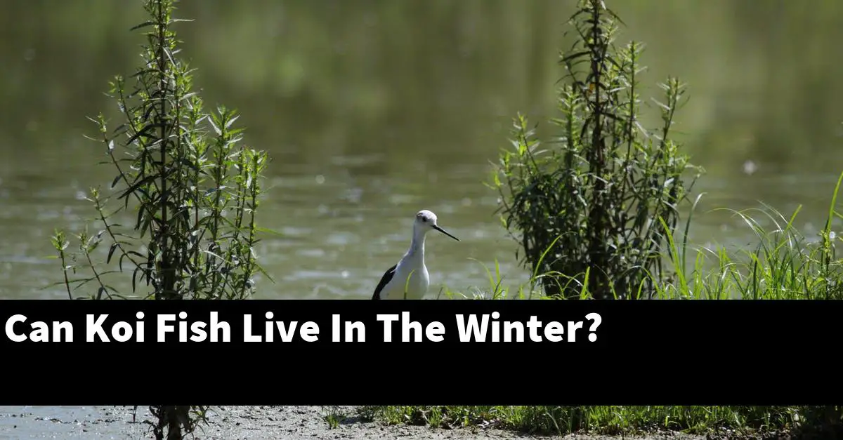 Can Koi Fish Live In The Winter?