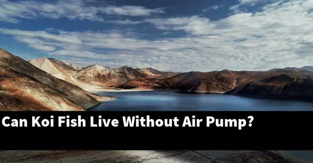 Can Koi Fish Live Without Air Pump? [2024 Guide] Gold Koi Fish