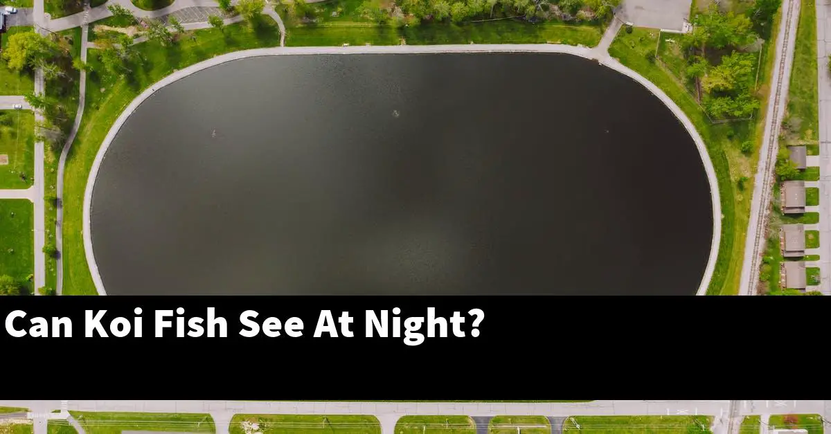 Can Koi Fish See At Night?