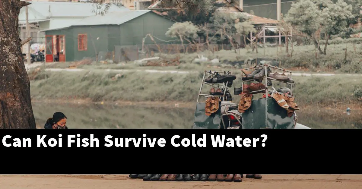 Can Koi Fish Survive Cold Water?