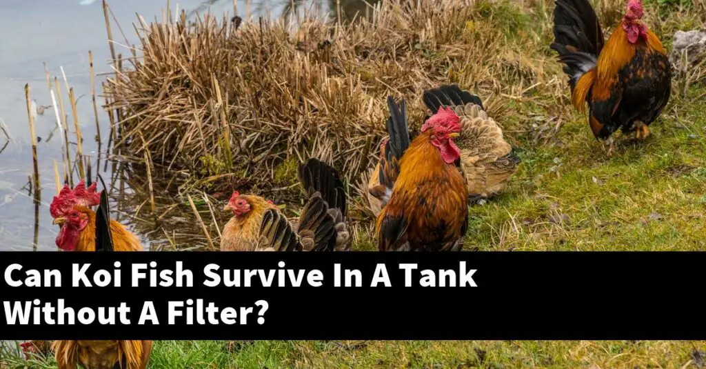 Can Koi Fish Survive In A Tank Without A Filter? [2022 Guide] Gold