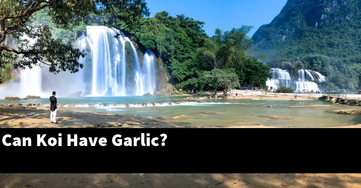 Can Koi Have Garlic?