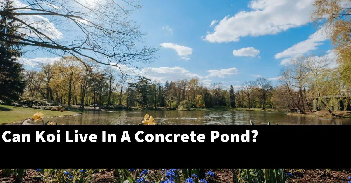 Can Koi Live In A Concrete Pond?