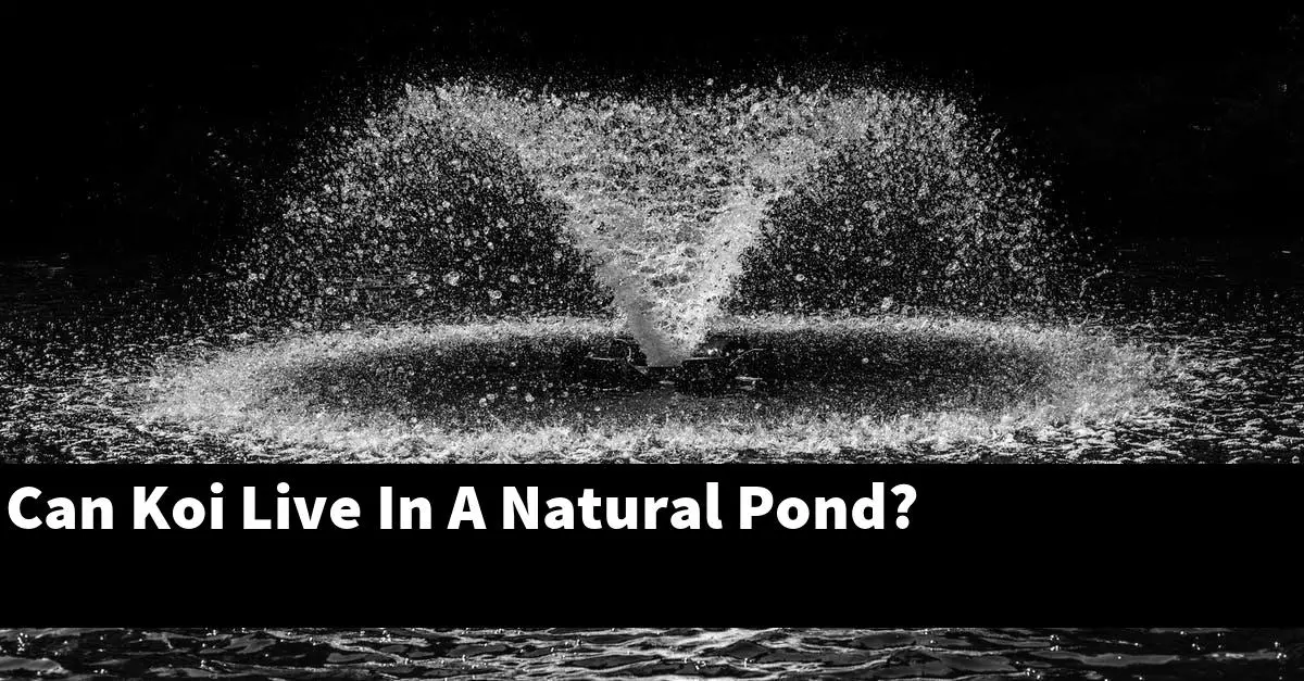 Can Koi Live In A Natural Pond?