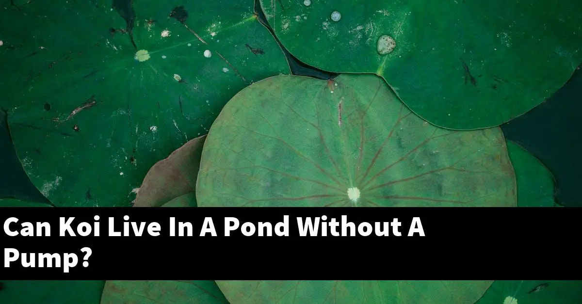 Can Koi Live In A Pond Without A Pump?