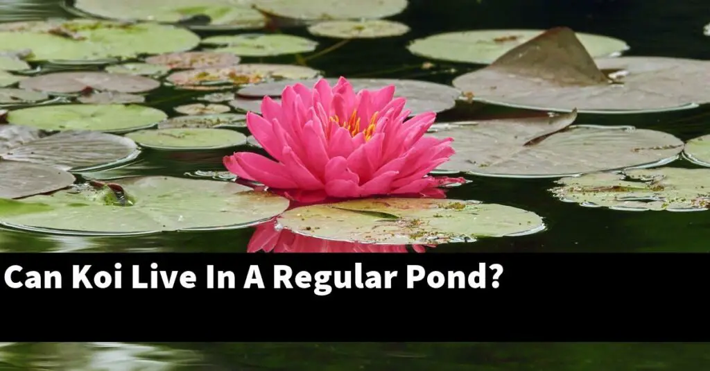 Can Koi Live In A Regular Pond? [2024 Guide] Gold Koi Fish