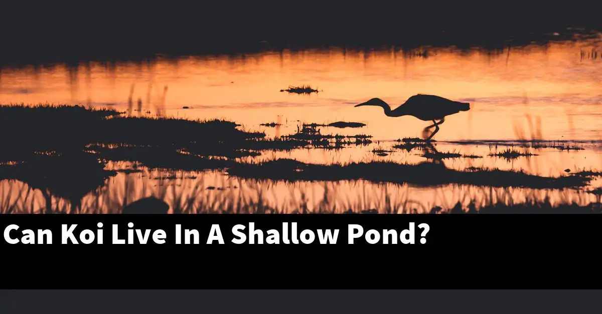 Can Koi Live In A Shallow Pond?
