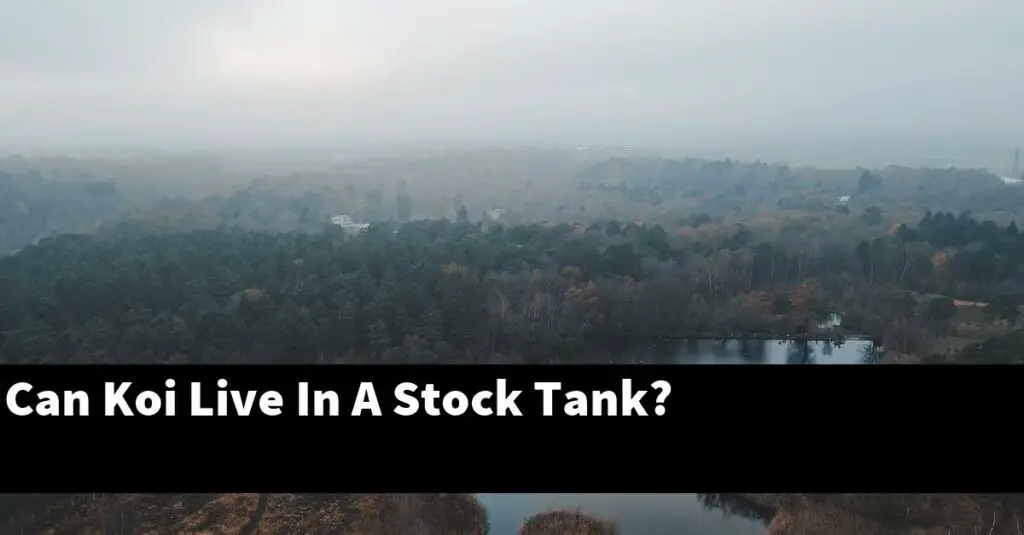 Can Koi Live In A Stock Tank? [2024 Guide] Gold Koi Fish