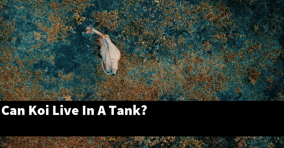 Can Koi Live In A Tank?