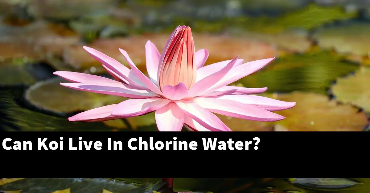 Can Koi Live In Chlorine Water?