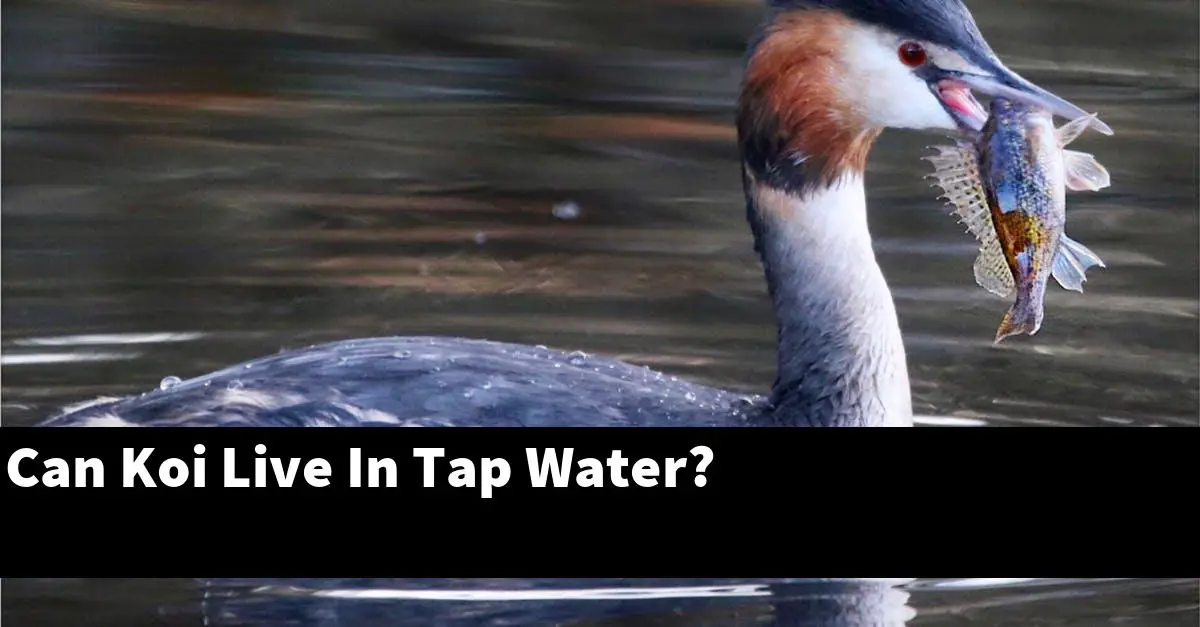 Can Koi Live In Tap Water?