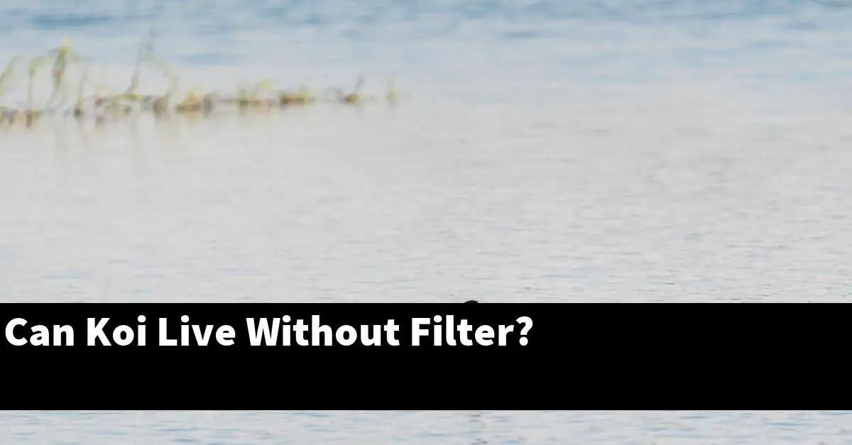 Can Koi Live Without Filter?