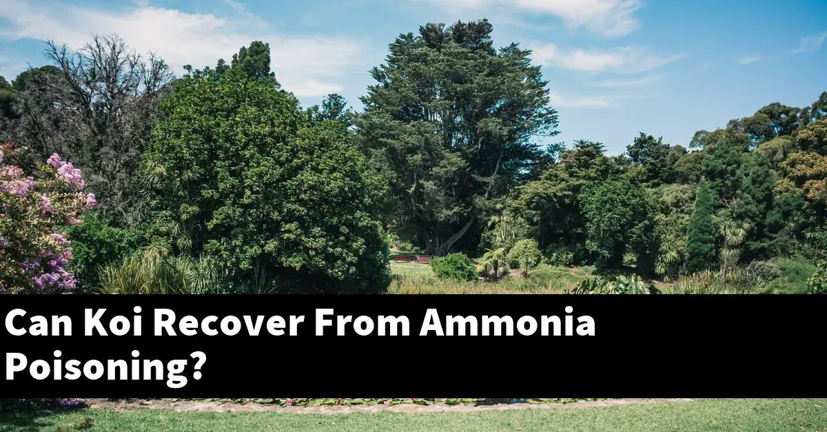 Can Koi Recover From Ammonia Poisoning?