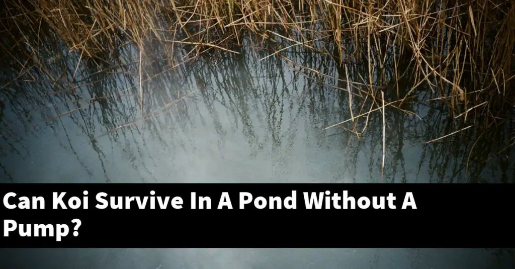 Can Koi Survive In A Pond Without A Pump? [2024 Guide] Gold Koi Fish