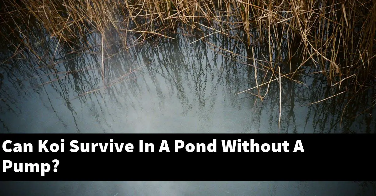 Can Koi Survive In A Pond Without A Pump?