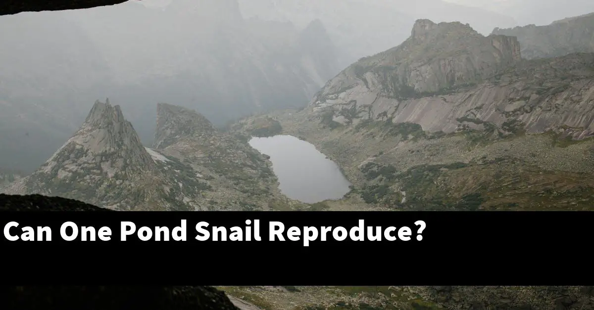 Can One Pond Snail Reproduce?