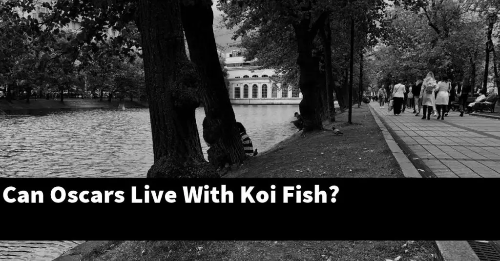 Can Oscars Live With Koi Fish? [2024 Guide] Gold Koi Fish