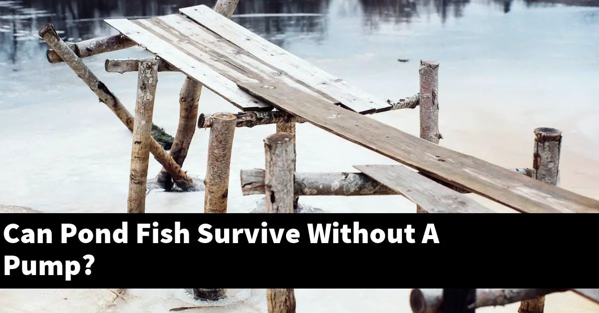 Can Pond Fish Survive Without A Pump?