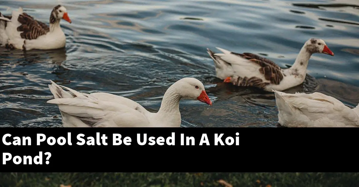 Can Pool Salt Be Used In A Koi Pond?