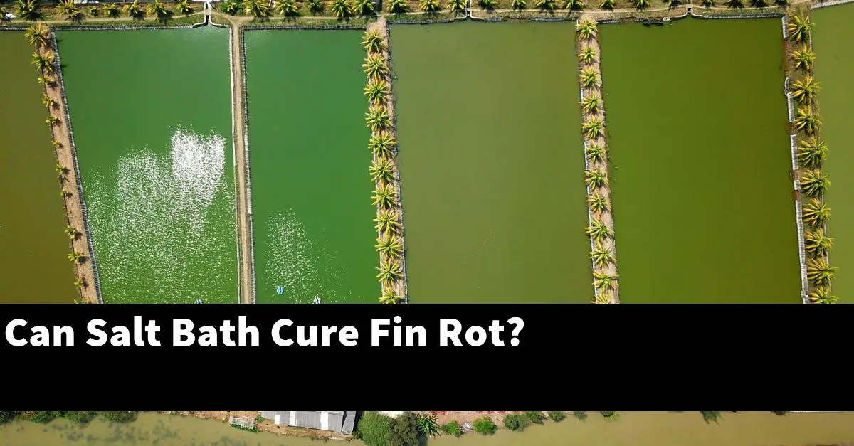Can Salt Bath Cure Fin Rot?