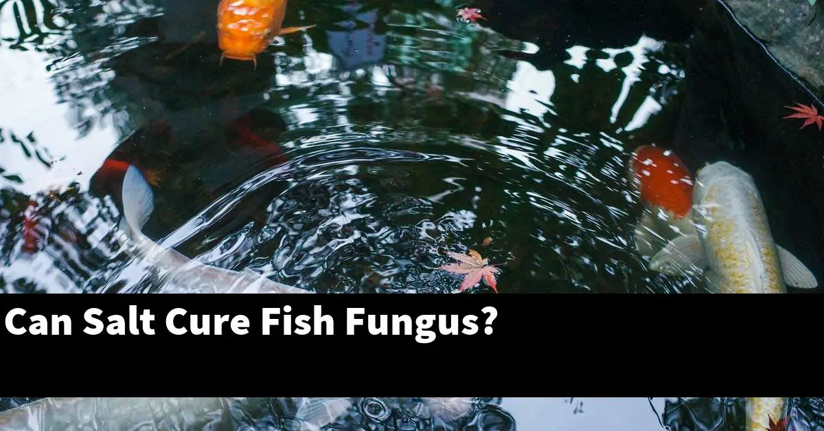 Can Salt Cure Fish Fungus?