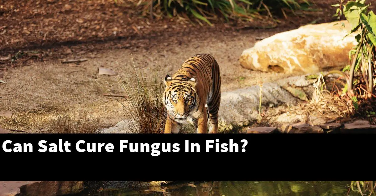 Can Salt Cure Fungus In Fish?