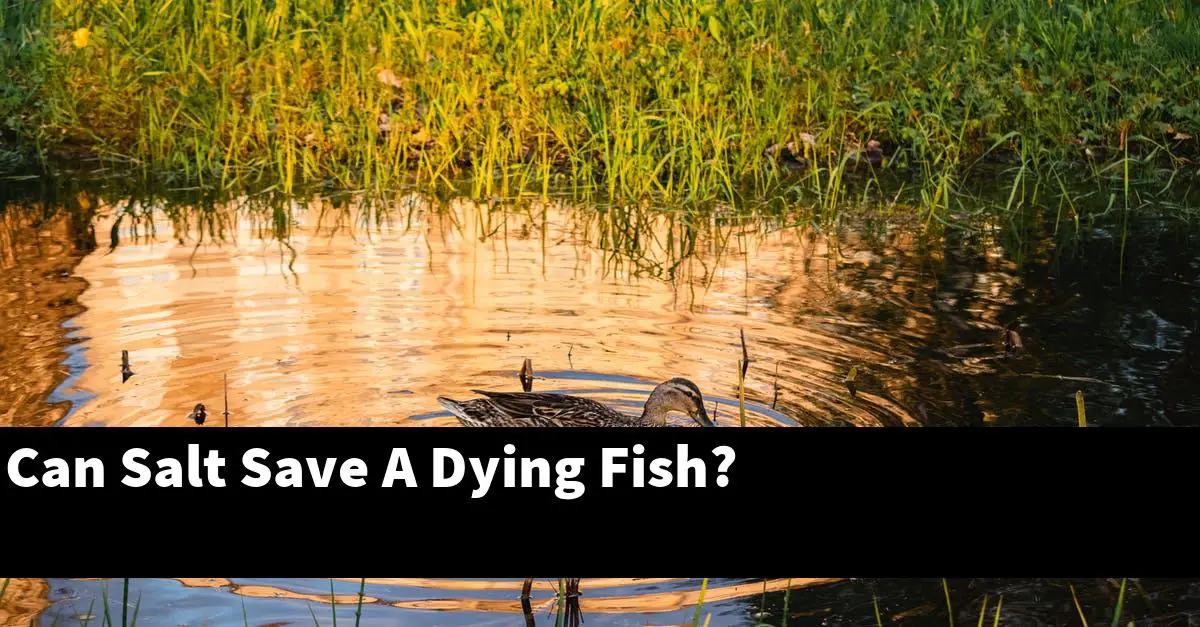 Can Salt Save A Dying Fish?