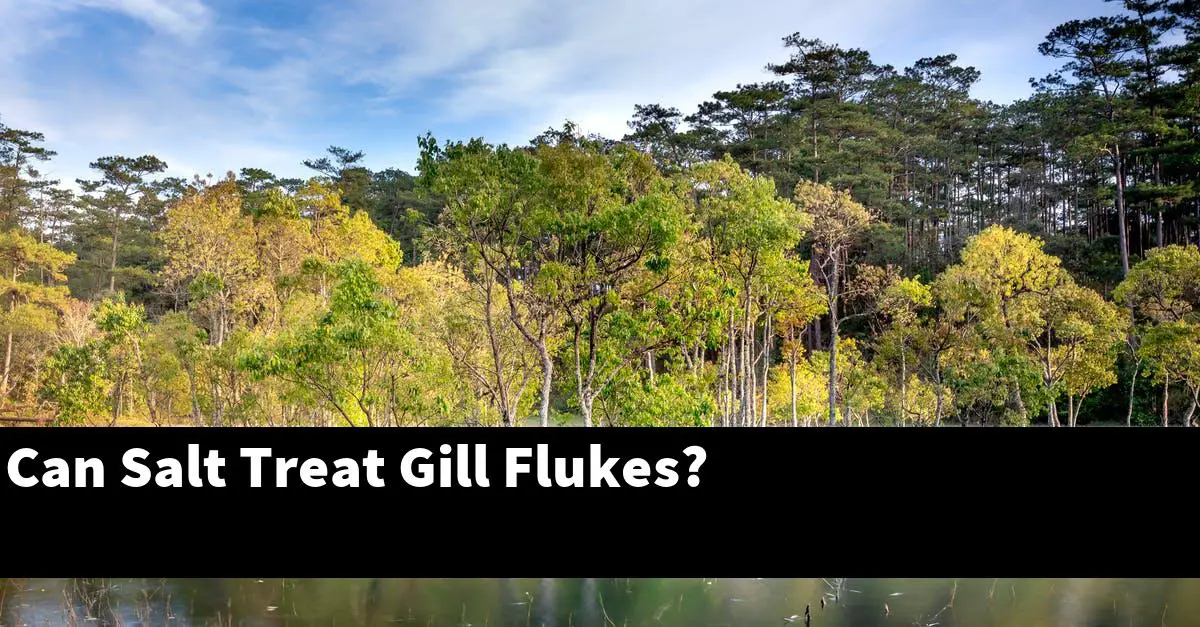 Can Salt Treat Gill Flukes?