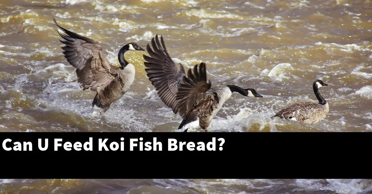Can U Feed Koi Fish Bread?