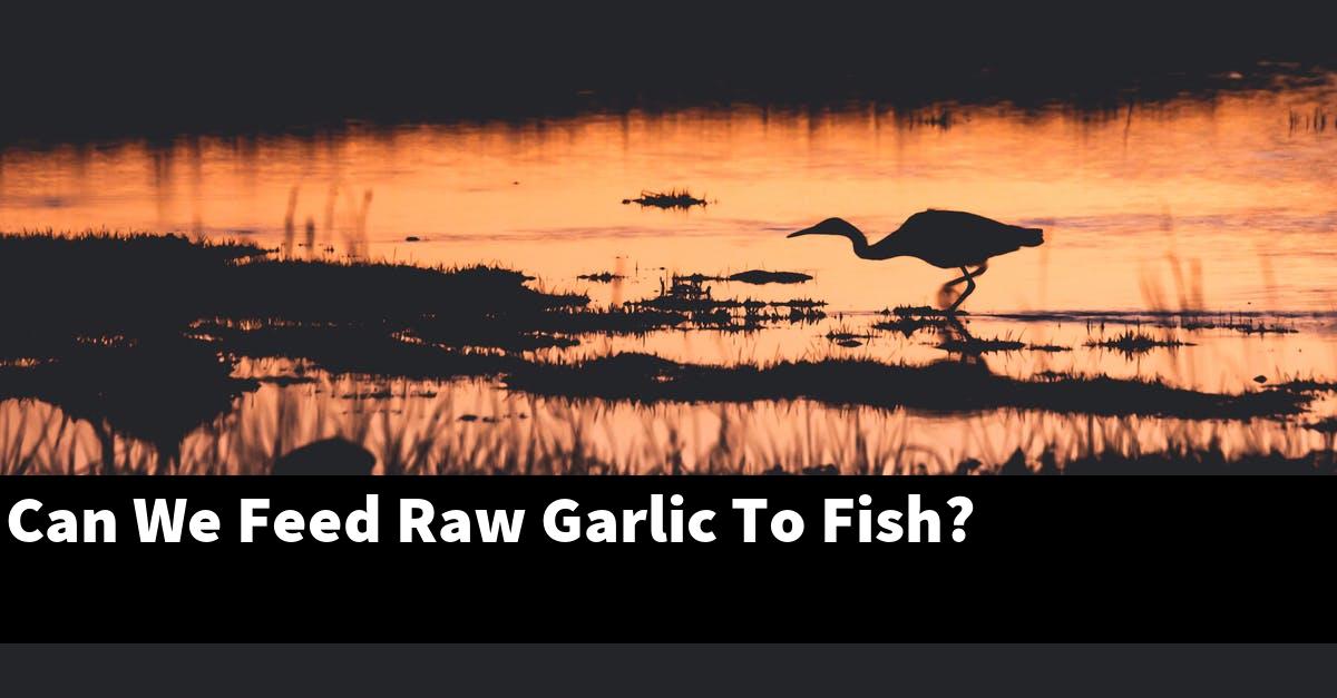Can We Feed Raw Garlic To Fish?