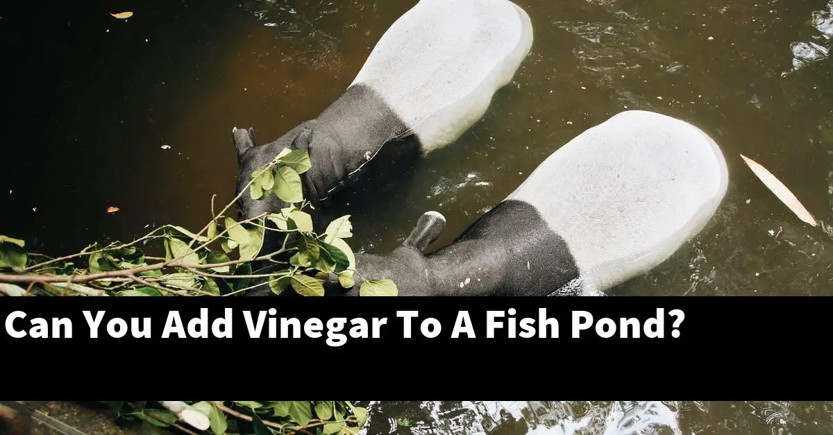 Can You Add Vinegar To A Fish Pond?