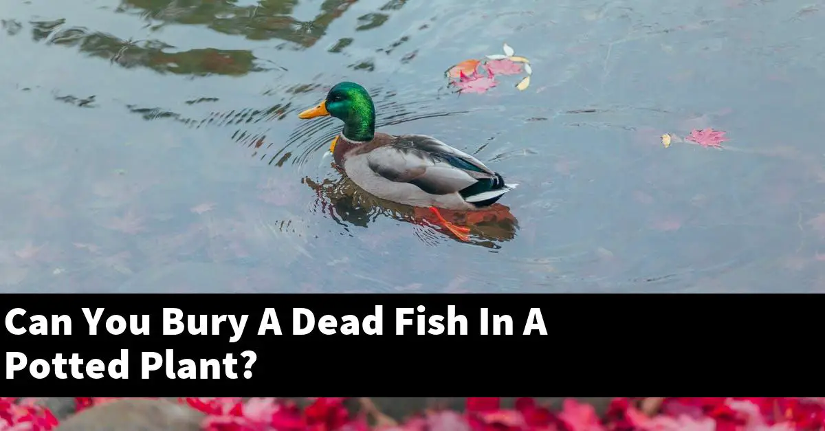 Can You Bury A Dead Fish In A Potted Plant?