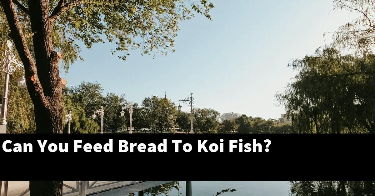 Can You Feed Bread To Koi Fish?