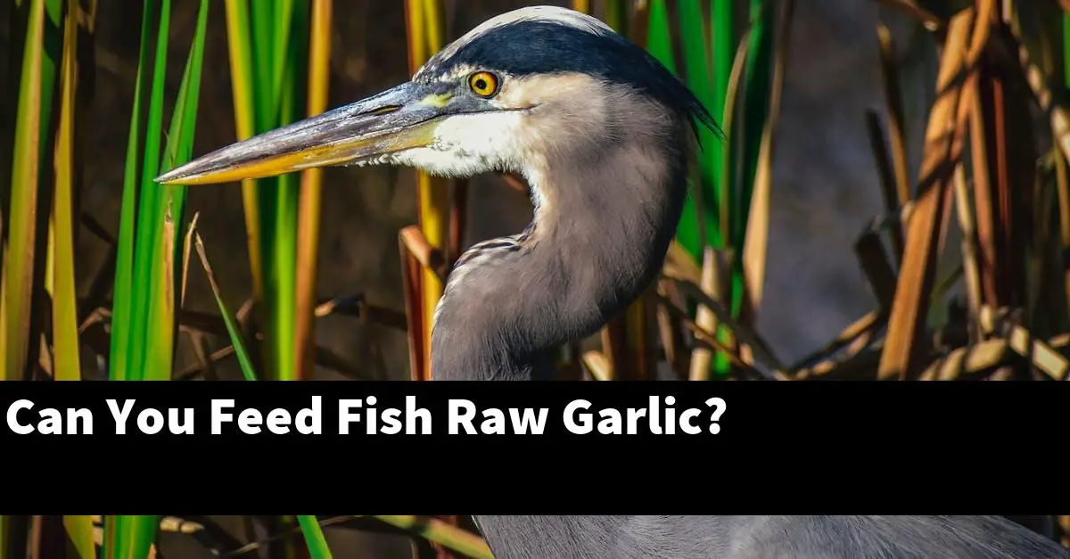 Can You Feed Fish Raw Garlic?