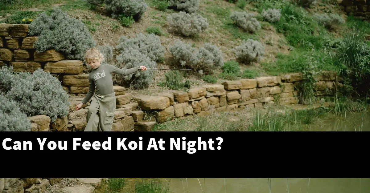 Can You Feed Koi At Night?