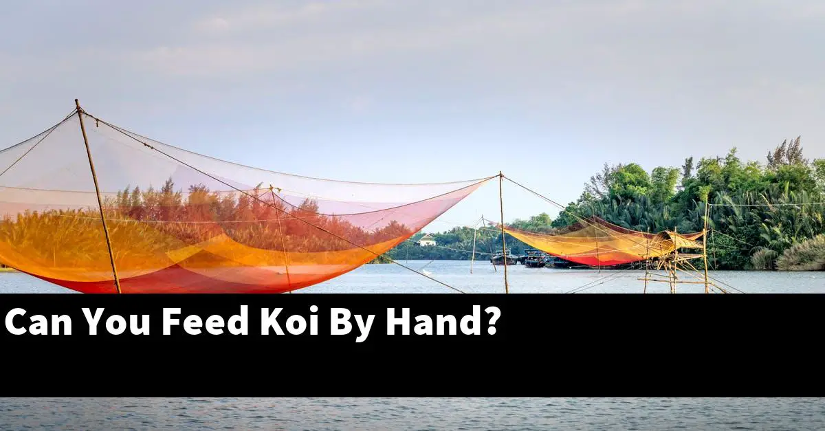 Can You Feed Koi By Hand?