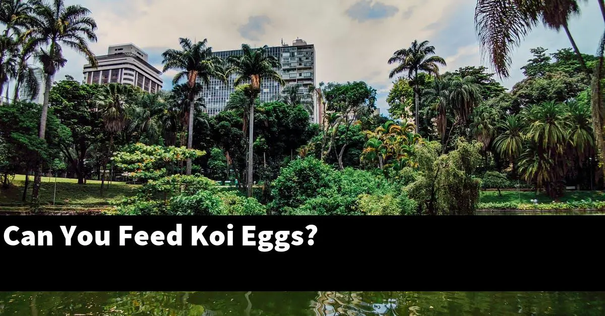 Can You Feed Koi Eggs?